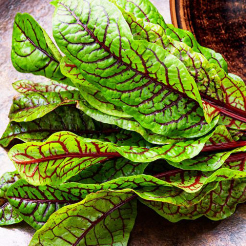 Štiav krvavý – Rumex sanguineus L. / živá bylinka, rastlinka v kvetináči