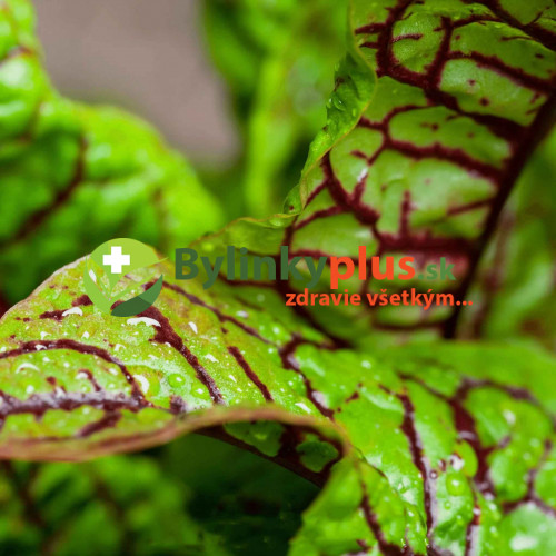 Štiav krvavý – Rumex sanguineus L. / živá bylinka, rastlinka v kvetináči