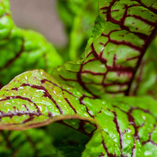 Štiav krvavý – Rumex sanguineus L. / živá bylinka, rastlinka v kvetináči