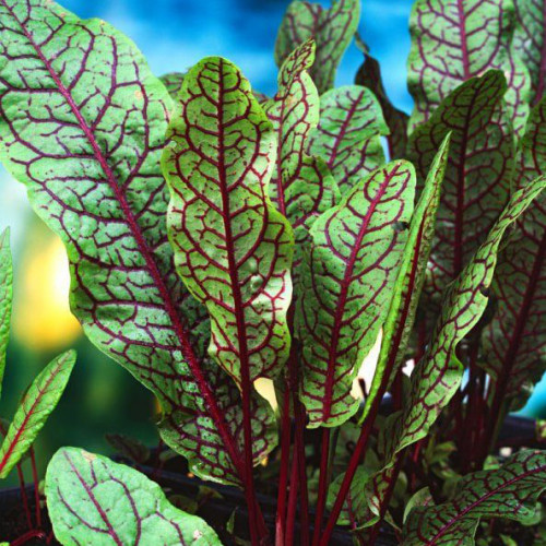 Štiav krvavý – Rumex sanguineus L. / živá bylinka, rastlinka v kvetináči