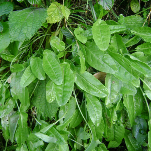 Štiav Záhradný-(Rumex Patientia L.) / živá bylinka, rastlinka v kvetináči