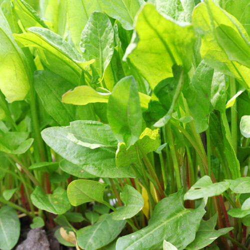 Štiav Záhradný-(Rumex Patientia L.) / živá bylinka, rastlinka v kvetináči