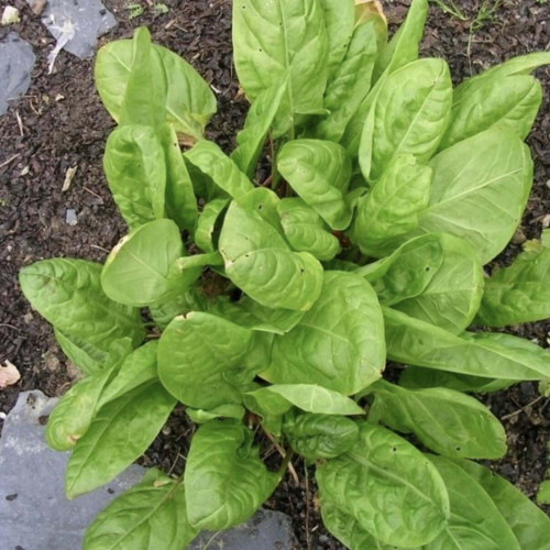 Štiav Záhradný-(Rumex Patientia L.) / živá bylinka, rastlinka v kvetináči