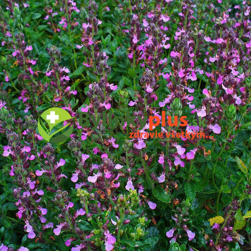 ​​​​​​​Hrdobarka obyčajná - ožanka, ( Teucrium chamaedrys L. ) / rastlinky, bylinky v kvetináči