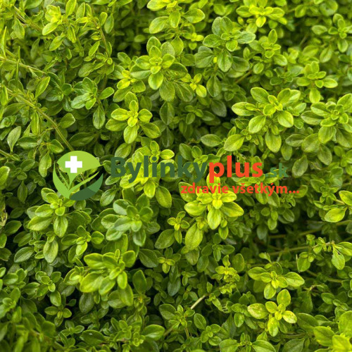Dúška materina, dúška úzkolistá - citrónová ( Thymus citriodorus serpyllum L. )