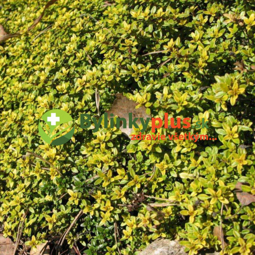 Dúška materina, dúška úzkolistá - citrónová ( Thymus citriodorus serpyllum L. )