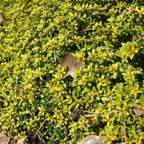 Dúška materina, dúška úzkolistá - citrónová ( Thymus citriodorus serpyllum L. )