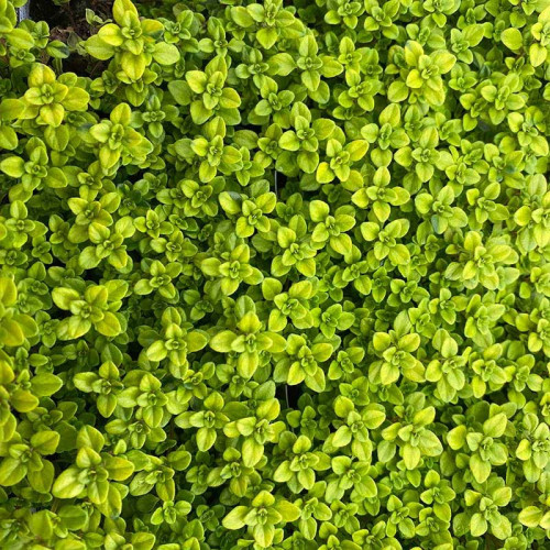 Dúška materina, dúška úzkolistá - citrónová ( Thymus citriodorus serpyllum L. )