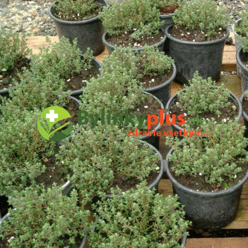 Tymian obyčajný-(Thymus vulgaris L.)