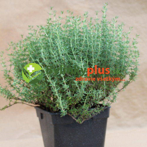 Tymian obyčajný-(Thymus vulgaris L.)