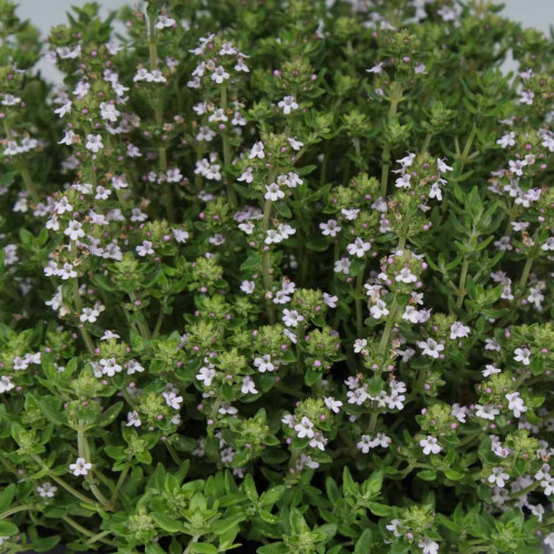 Tymian obyčajný-(Thymus vulgaris L.)