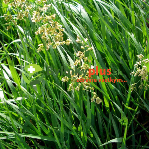 Tomkovica voňavá, Zubria tráva, Zubrovka-(Hierochloe odorata L.)