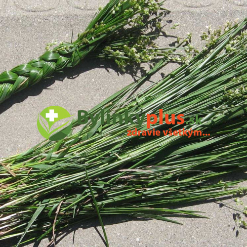Tomkovica voňavá, Zubria tráva, Zubrovka-(Hierochloe odorata L.)