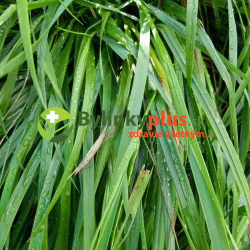 Tomkovica voňavá, Zubria tráva, Zubrovka-(Hierochloe odorata L.)