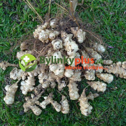 Topinambur, Slnečnica hľuznatá - (Helianthus tuberosus L.) / rastlinky, bylinky v kvetináči