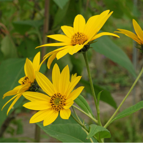 Topinambur, Slnečnica hľuznatá - (Helianthus tuberosus L.) / rastlinky, bylinky v kvetináči