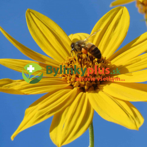 Topinambur, Slnečnica hľuznatá - (Helianthus tuberosus L.) / rastlinky, bylinky v kvetináči