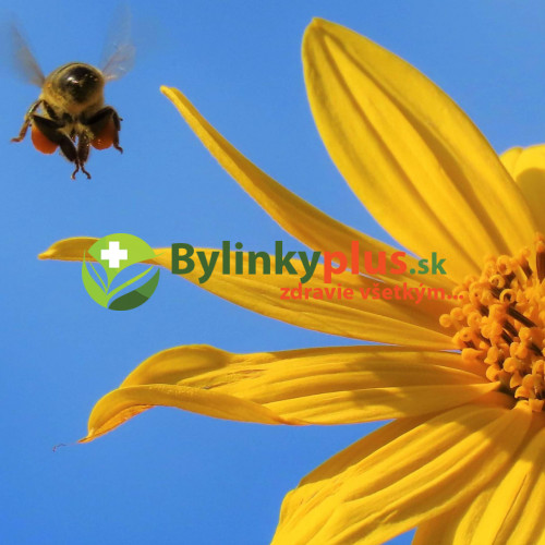 Topinambur, Slnečnica hľuznatá - (Helianthus tuberosus L.) / rastlinky, bylinky v kvetináči