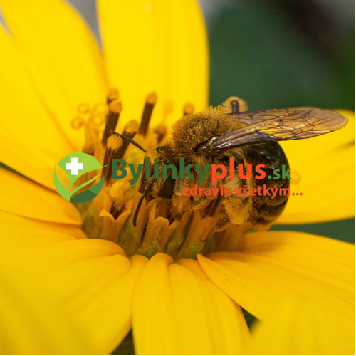 Topinambur, Slnečnica hľuznatá - (Helianthus tuberosus L.) / rastlinky, bylinky v kvetináči