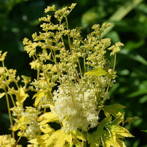 Túžobník brestový „AUREA“-(Filipendula ulmaria L.)