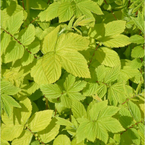 Túžobník brestový „AUREA“-(Filipendula ulmaria L.) / živá bylinka, rastlinka v kvetináči