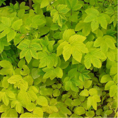 Túžobník brestový „AUREA“-(Filipendula ulmaria L.) / živá bylinka, rastlinka v kvetináči
