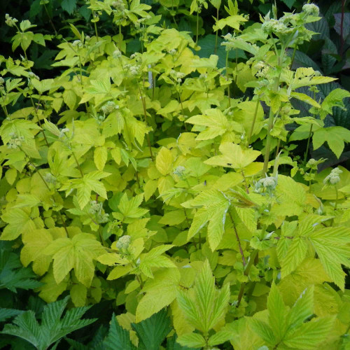 Túžobník brestový „AUREA“-(Filipendula ulmaria L.) / živá bylinka, rastlinka v kvetináči