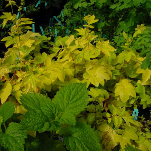 Túžobník brestový „AUREA“-(Filipendula ulmaria L.) / živá bylinka, rastlinka v kvetináči