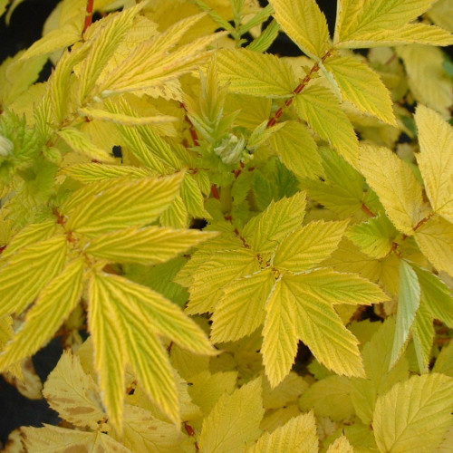 Túžobník brestový „AUREA“-(Filipendula ulmaria L.) / živá bylinka, rastlinka v kvetináči
