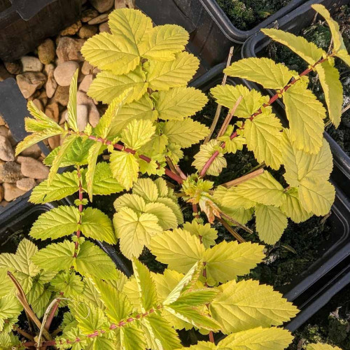 Túžobník brestový „AUREA“-(Filipendula ulmaria L.) / živá bylinka, rastlinka v kvetináči