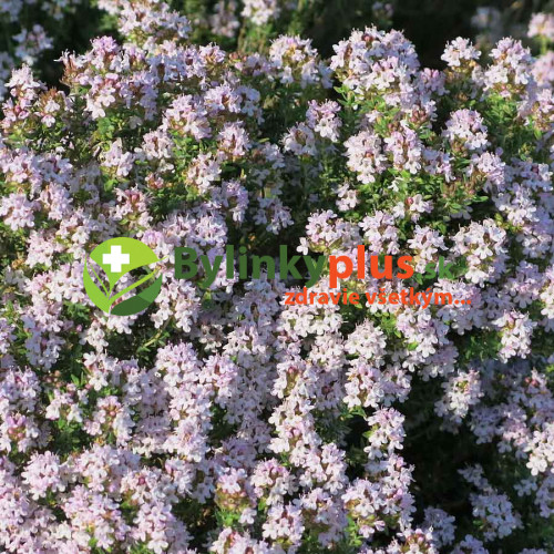 Tymian provensálsky - (Thymus vulgaris L.) "Provencale"