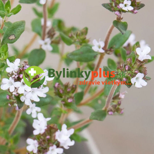 Tymian provensálsky - (Thymus vulgaris L.) "Provencale"