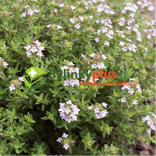 Tymian provensálsky - (Thymus vulgaris L.) "Provencale"