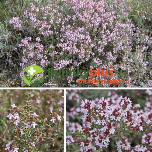 Tymian provensálsky - (Thymus vulgaris L.) "Provencale"