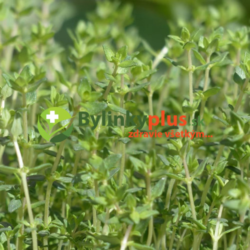 Tymian provensálsky - (Thymus vulgaris L.) "Provencale"