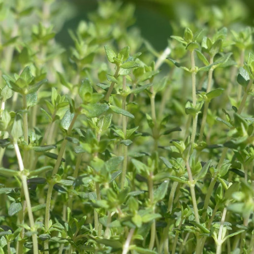 Tymian provensálsky - (Thymus vulgaris L.) "Provencale"