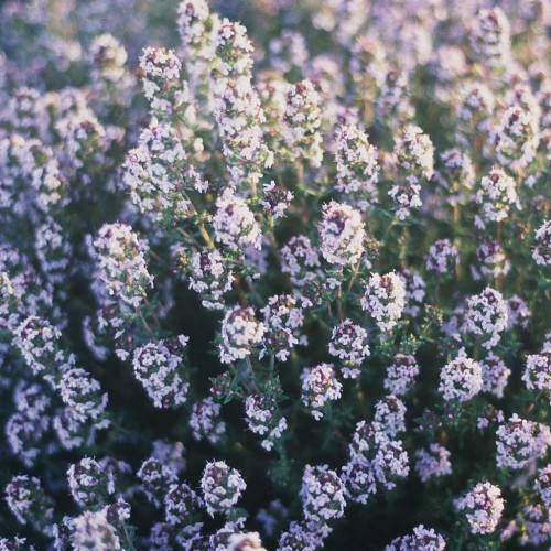 Tymian provensálsky - (Thymus vulgaris L.) "Provencale"