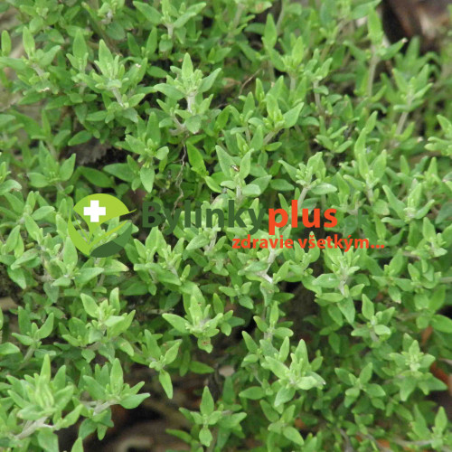 Tymian provensálsky - (Thymus vulgaris L.) "Provencale"