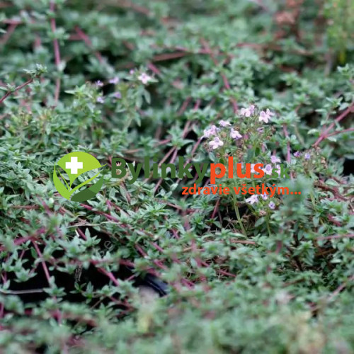 Tymian rascový zo Sardínie - (Thymus herba barona L.) / živá rastlinka v kvetináči