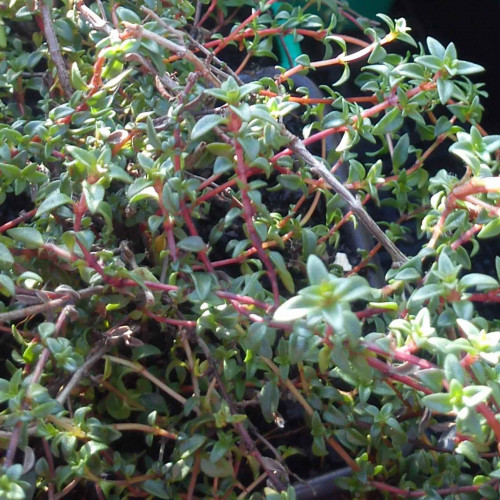 Tymian rascový zo Sardínie - (Thymus herba barona L.) / živá rastlinka v kvetináči