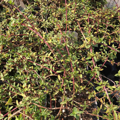 Tymian rascový zo Sardínie - (Thymus herba barona L.) / živá rastlinka v kvetináči