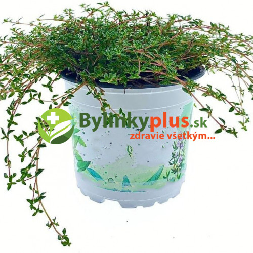 Tymian rascový zo Sardínie - (Thymus herba barona L.) / živá rastlinka v kvetináči