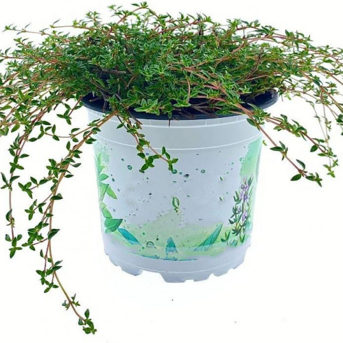 Tymian rascový zo Sardínie - (Thymus herba barona L.) / živá rastlinka v kvetináči