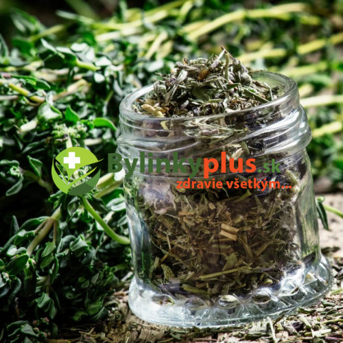 Tymian rascový zo Sardínie - (Thymus herba barona L.) / živá rastlinka v kvetináči