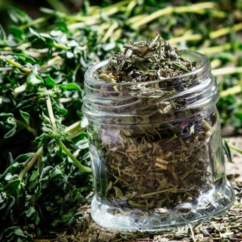 Tymian rascový zo Sardínie - (Thymus herba barona L.) / živá rastlinka v kvetináči