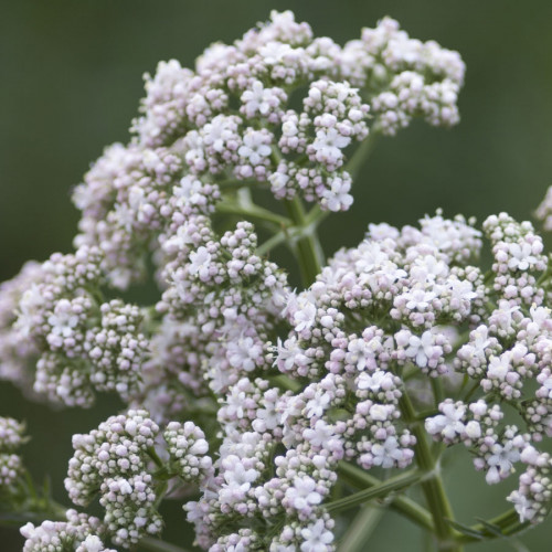 Valeriána lekárska – ( Valeriana officinalis L. ) / živá bylinka, rastlinka v kvetináči