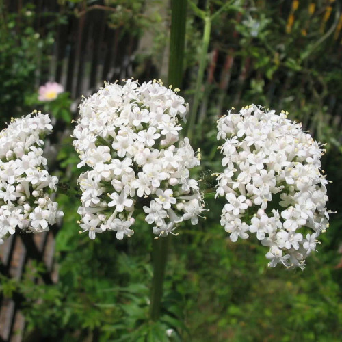 Valeriána lekárska – ( Valeriana officinalis L. ) / živá bylinka, rastlinka v kvetináči