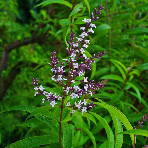 Lípia citrónová,  Alojzia citrónová-(Lippia citriodora L.)