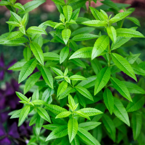 Lípia citrónová,  Alojzia citrónová-(Lippia citriodora L.)