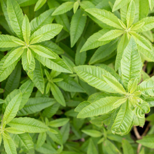 Lípia citrónová,  Alojzia citrónová-(Lippia citriodora L.)